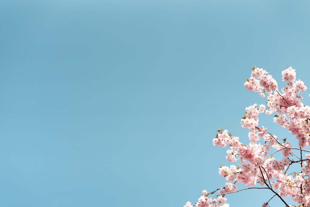 a pink flowered tree with a blue sky in the background