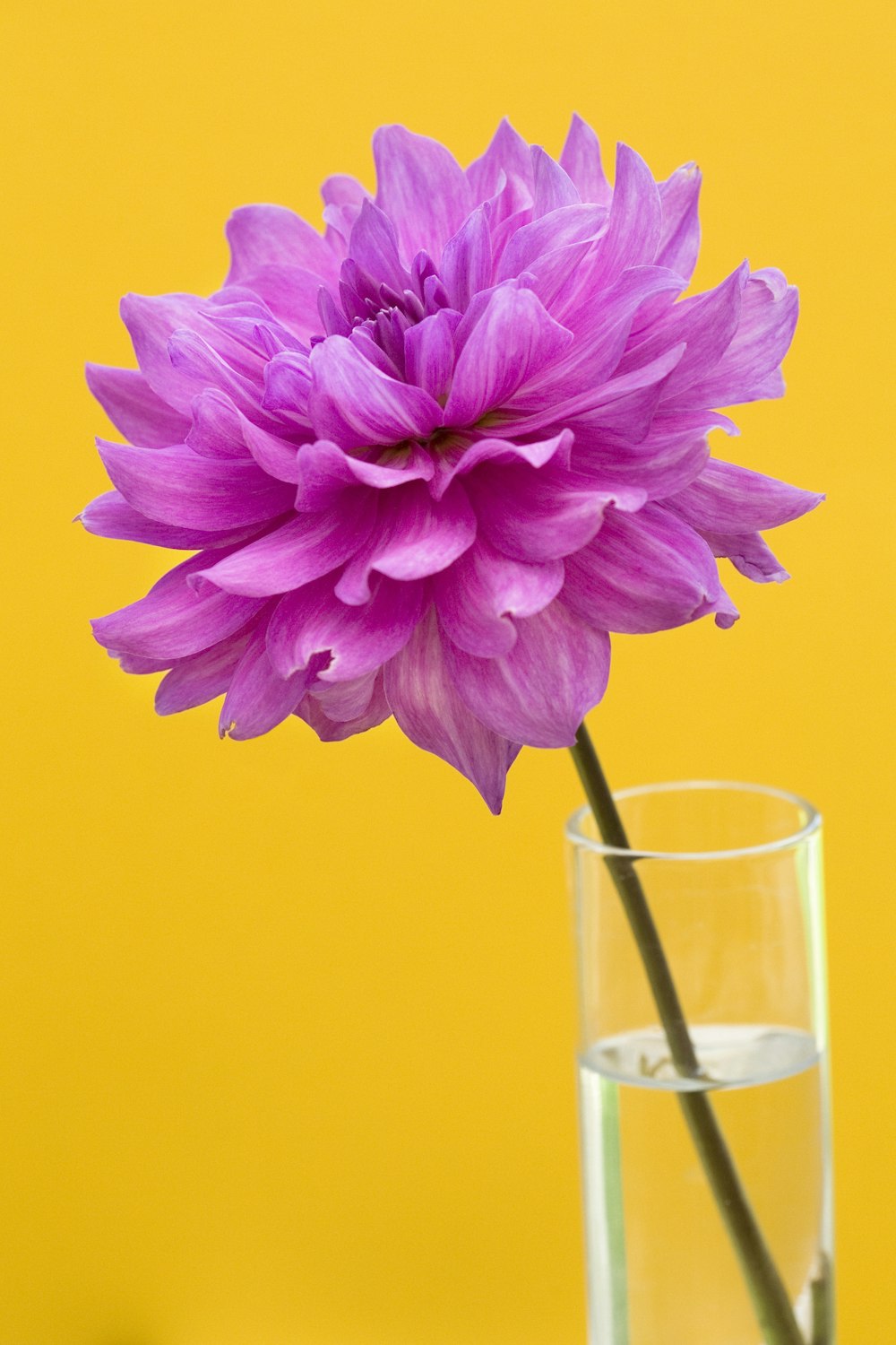 a purple flower in a glass of water
