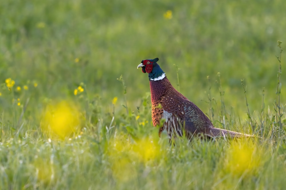 a pheasant standing in a field of tall grass