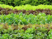 a garden filled with lots of green plants