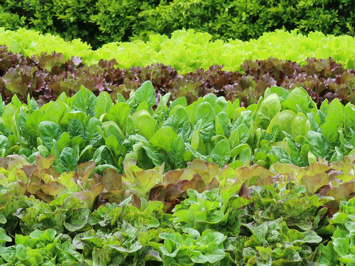 Mixed lettuce ready for harvest