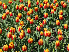 a field full of red and yellow tulips