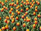 a field full of red and yellow tulips