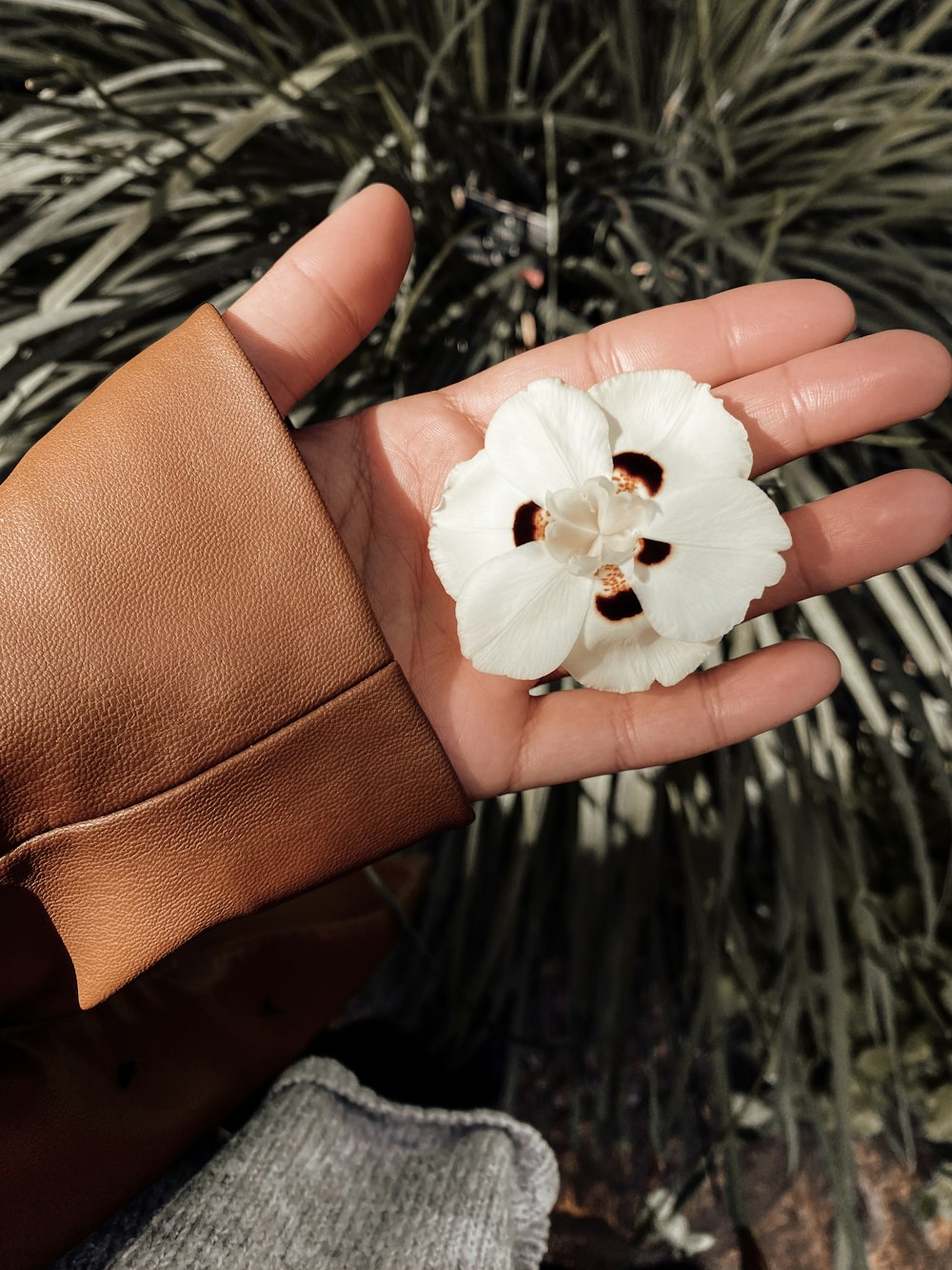 a person holding a flower in their hand