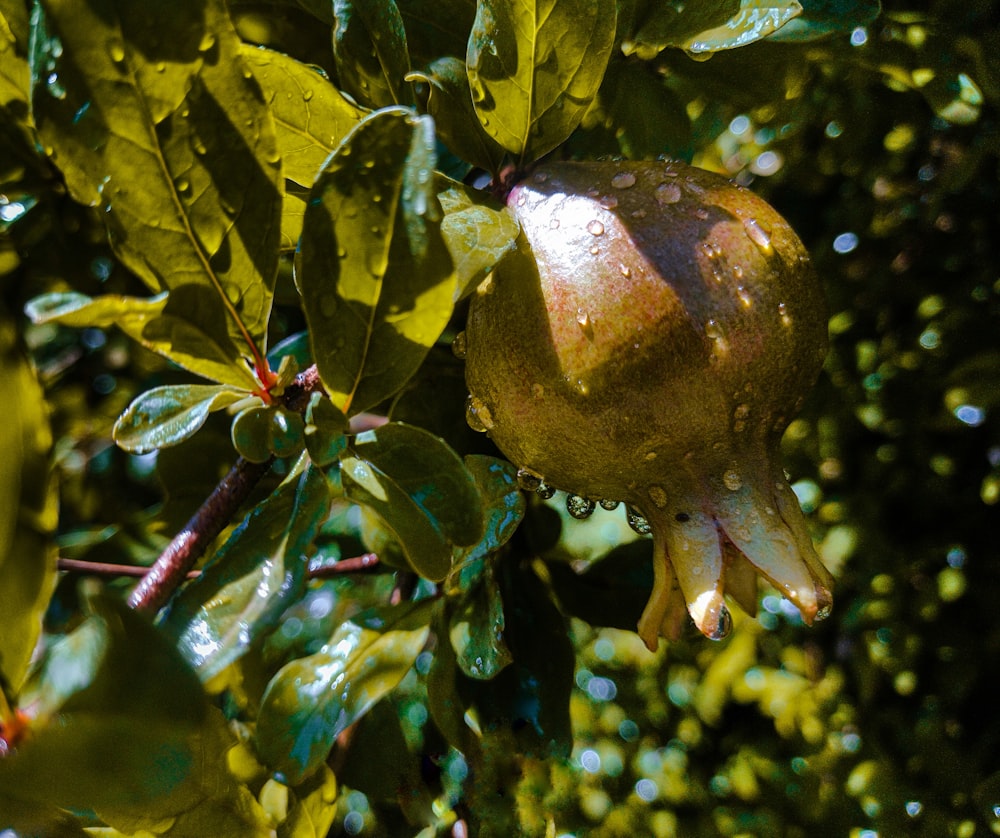 a pomegranate hanging from a tree in the rain