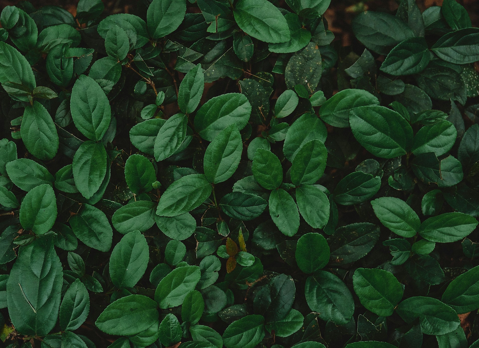 a close up of a bush with green leaves