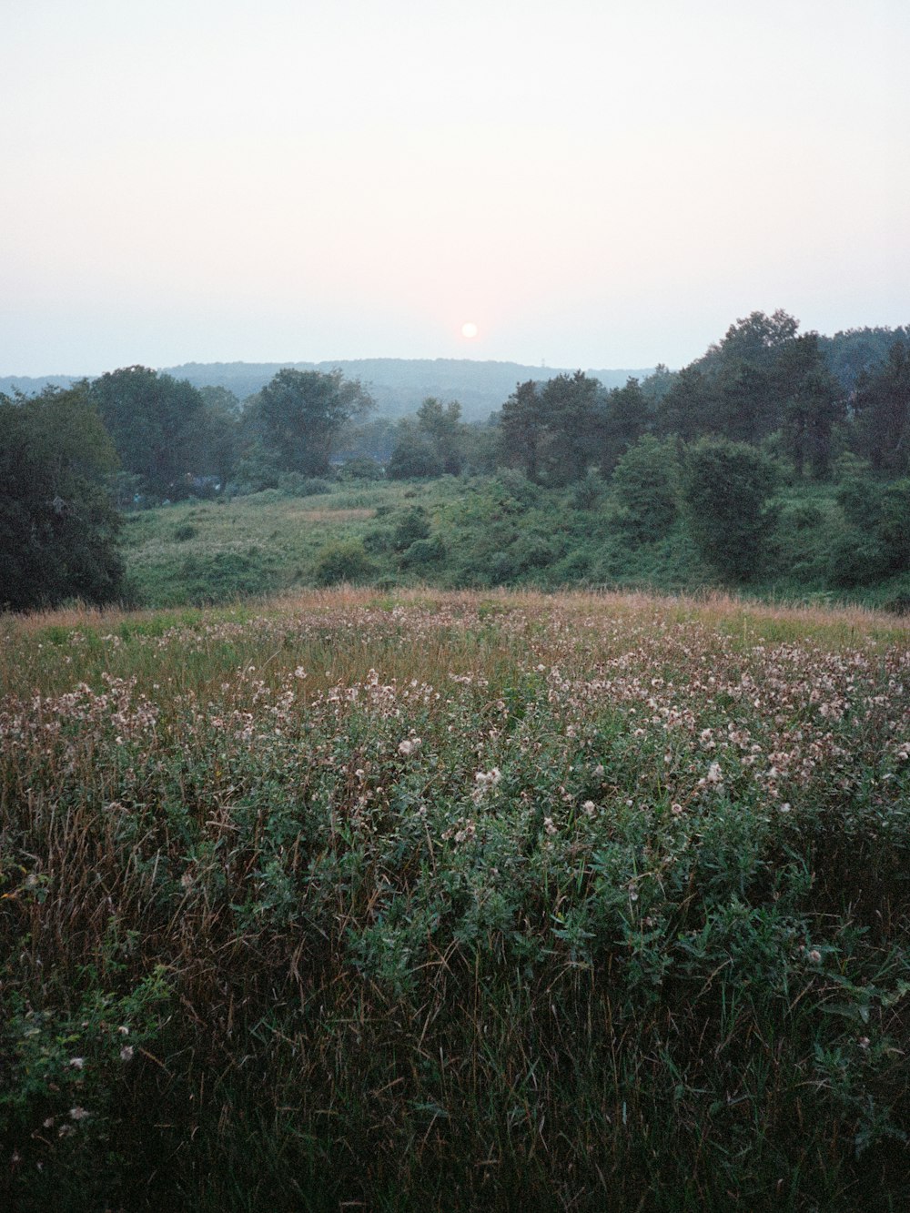 a grassy field with trees in the distance