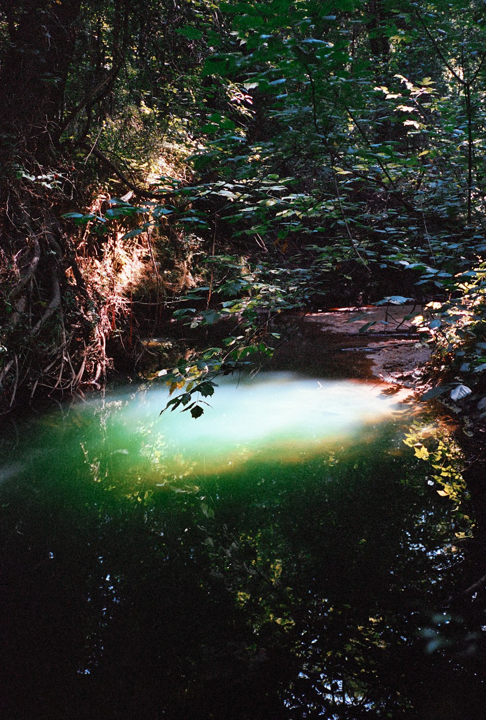 a small pool of water surrounded by trees