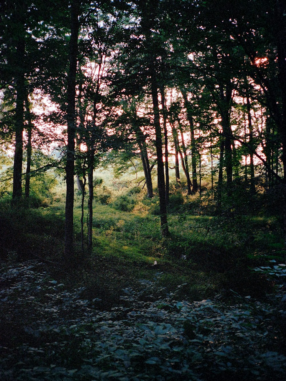 the sun is shining through the trees in the forest