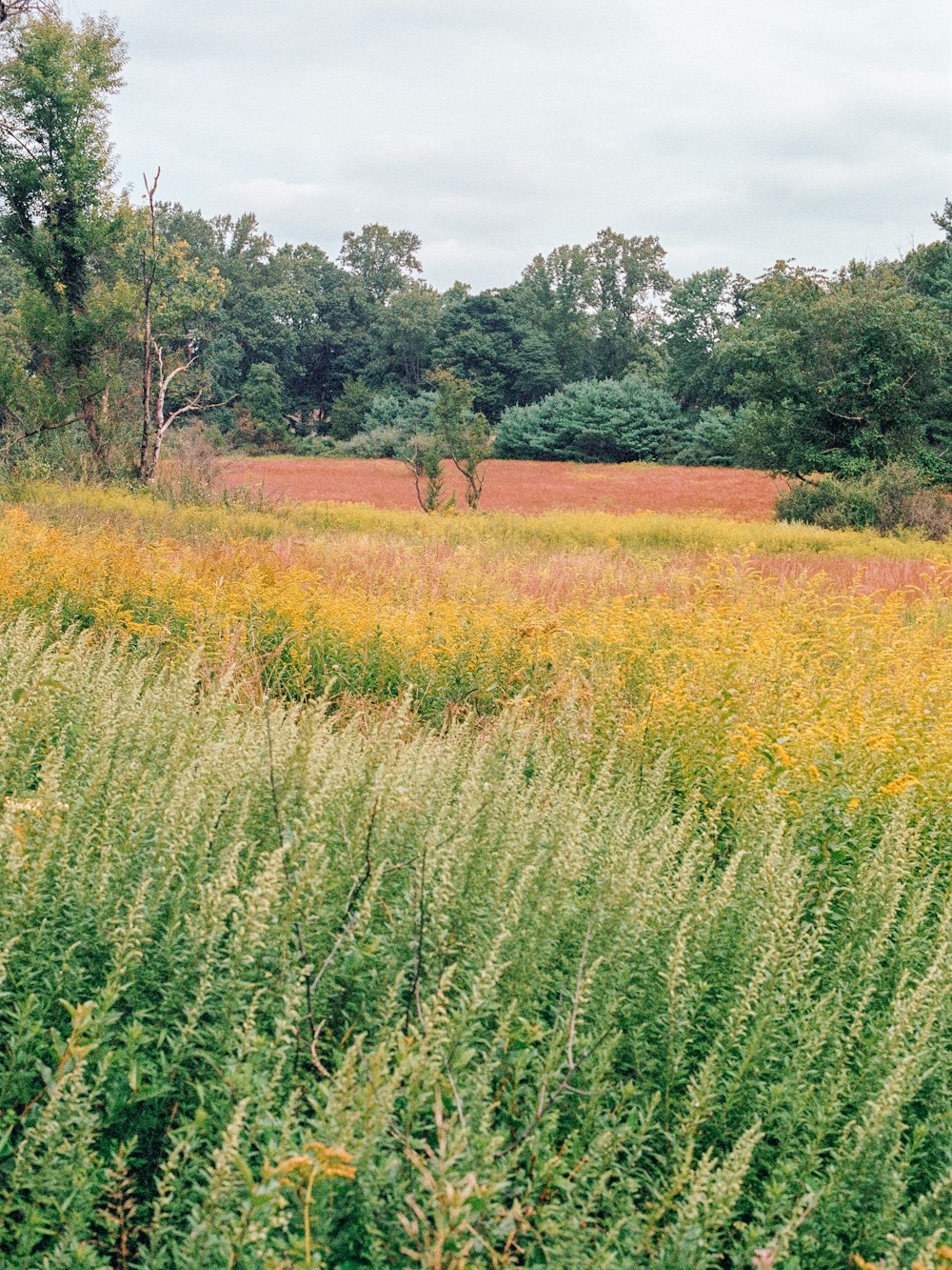 a field of tall grass with trees in the background