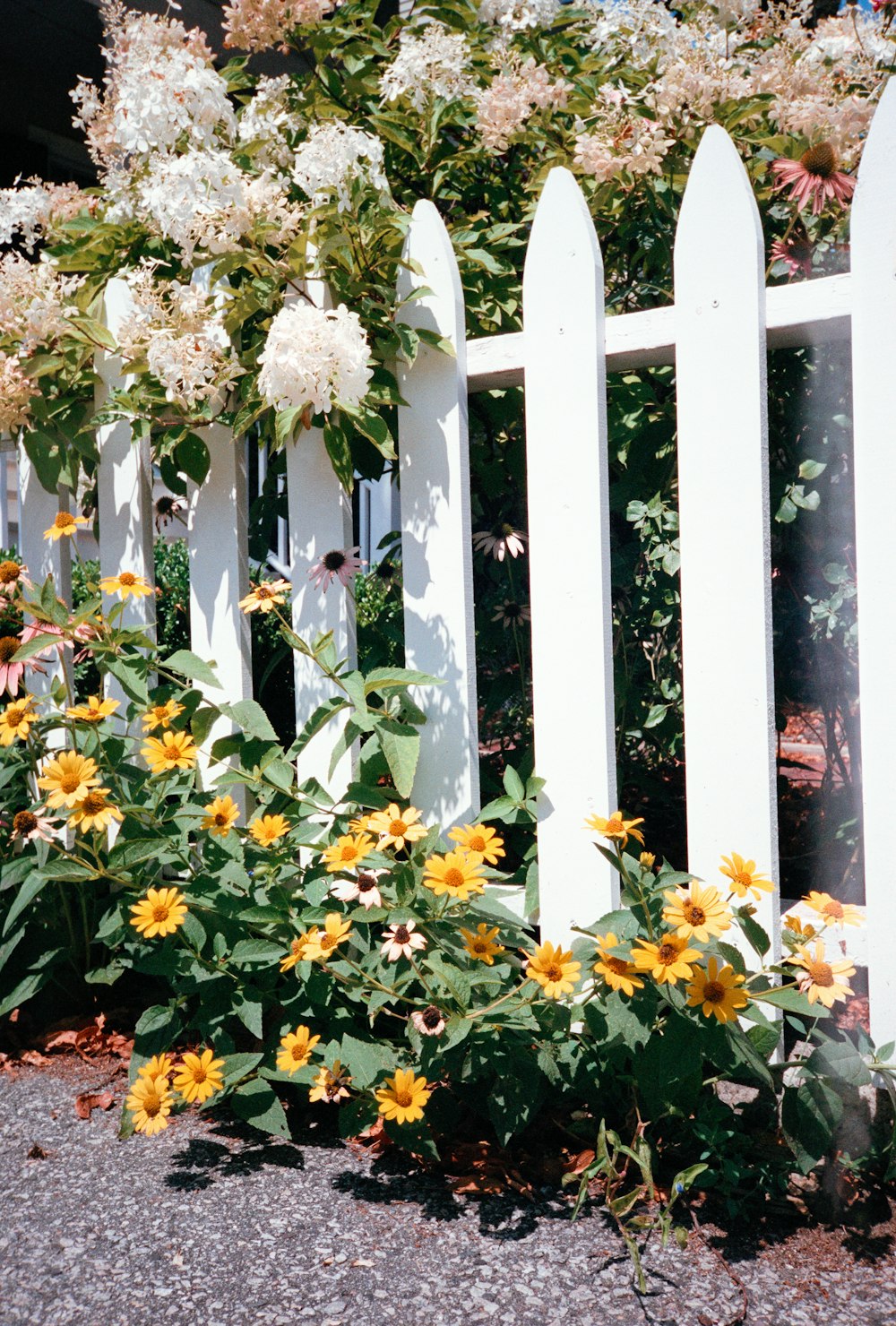 a white picket fence surrounded by flowers