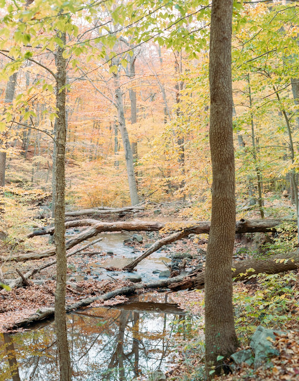 a creek running through a forest filled with lots of trees