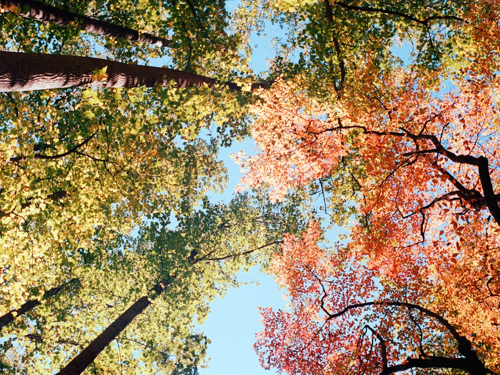 a forest filled with lots of tall trees