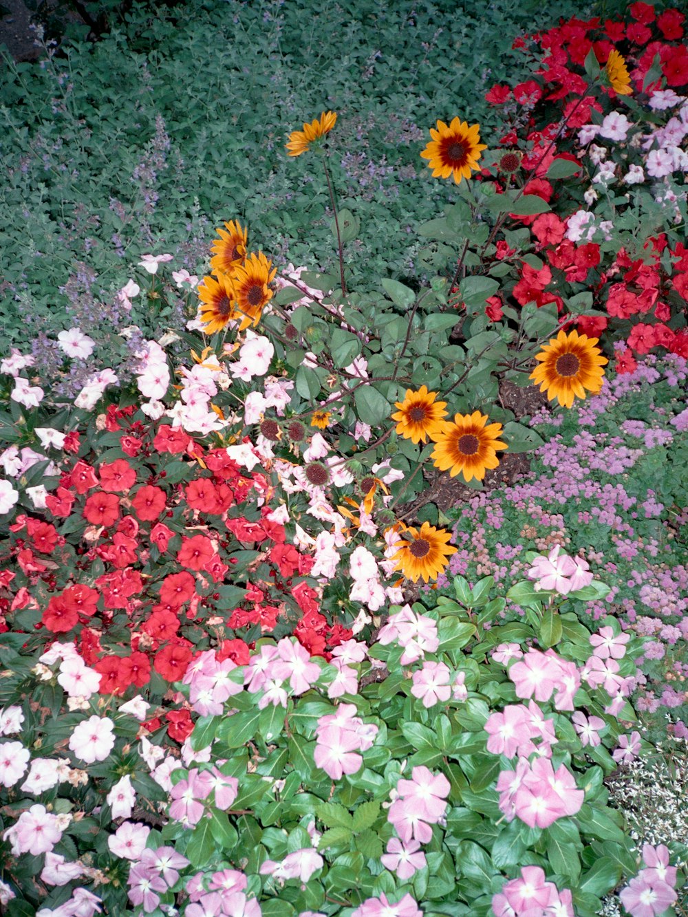 um ramo de flores que estão na grama