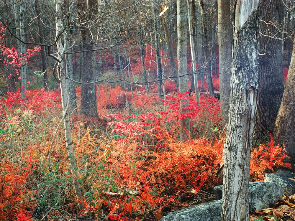 a forest filled with lots of trees and red flowers