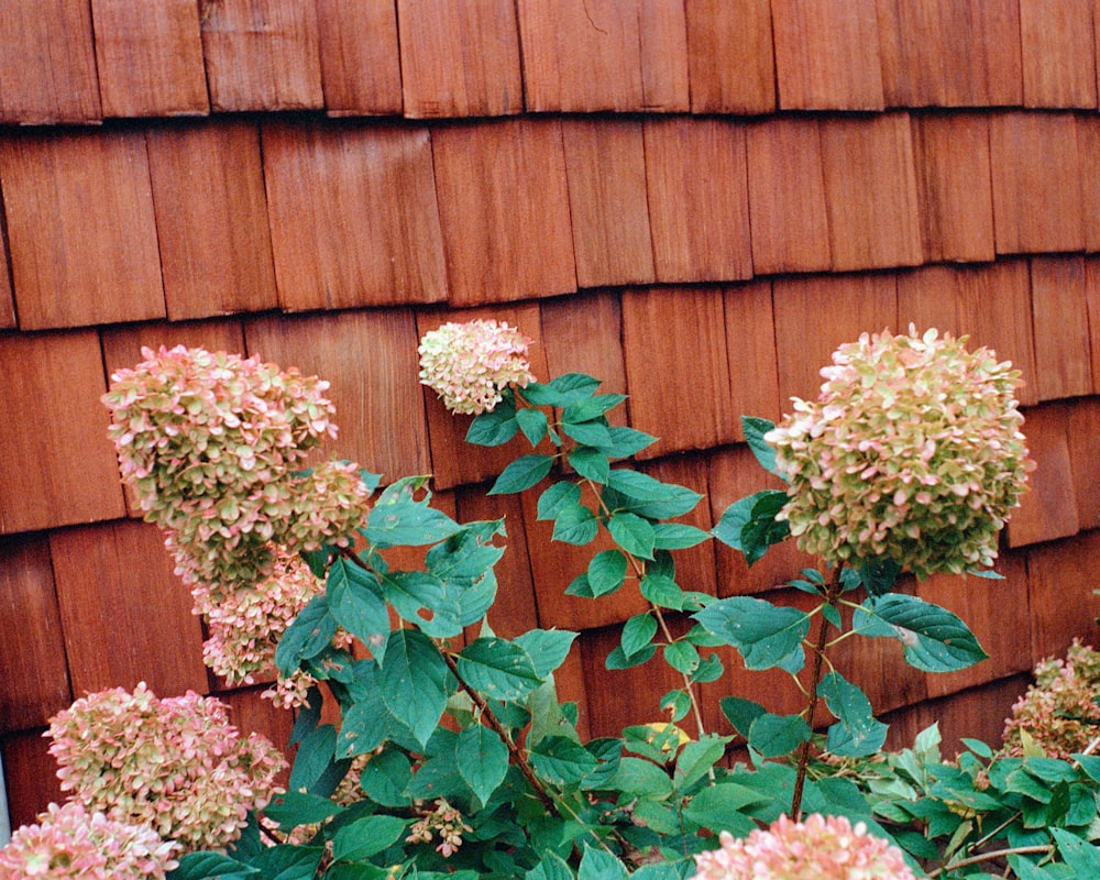 a close up of a bunch of flowers near a building