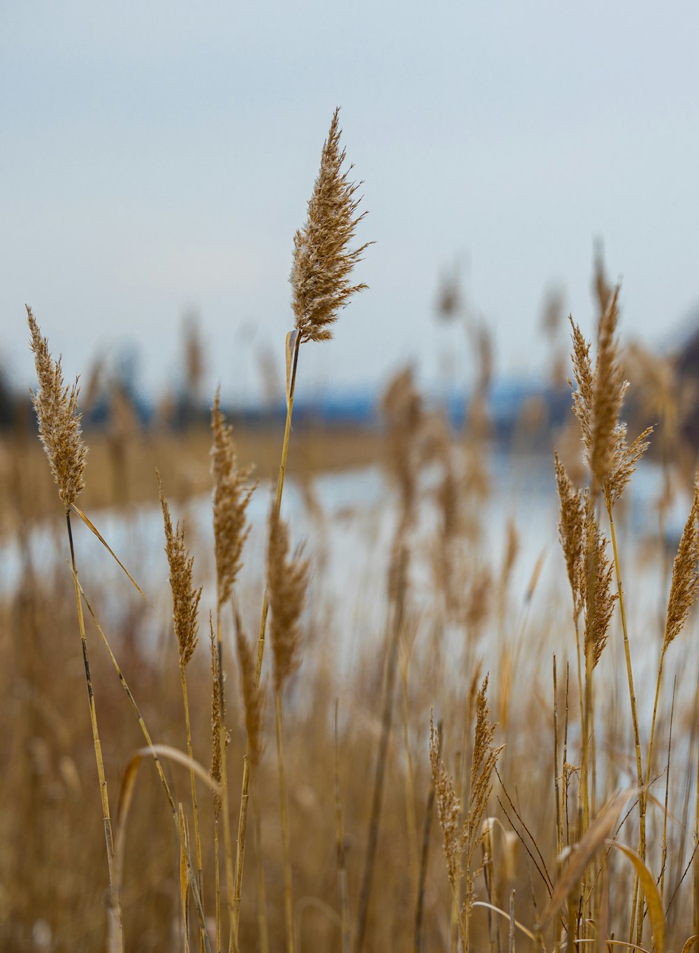 a field of tall grass with a body of water in the background