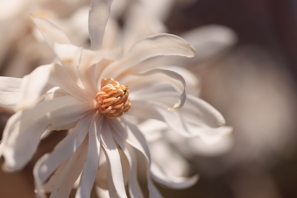 a close up of a flower with a blurry background