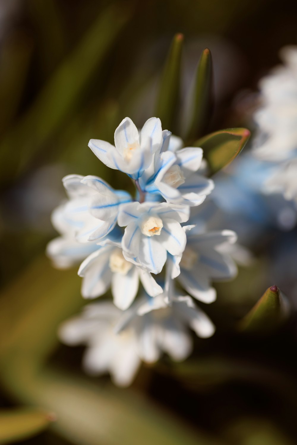 a close up of a blue and white flower