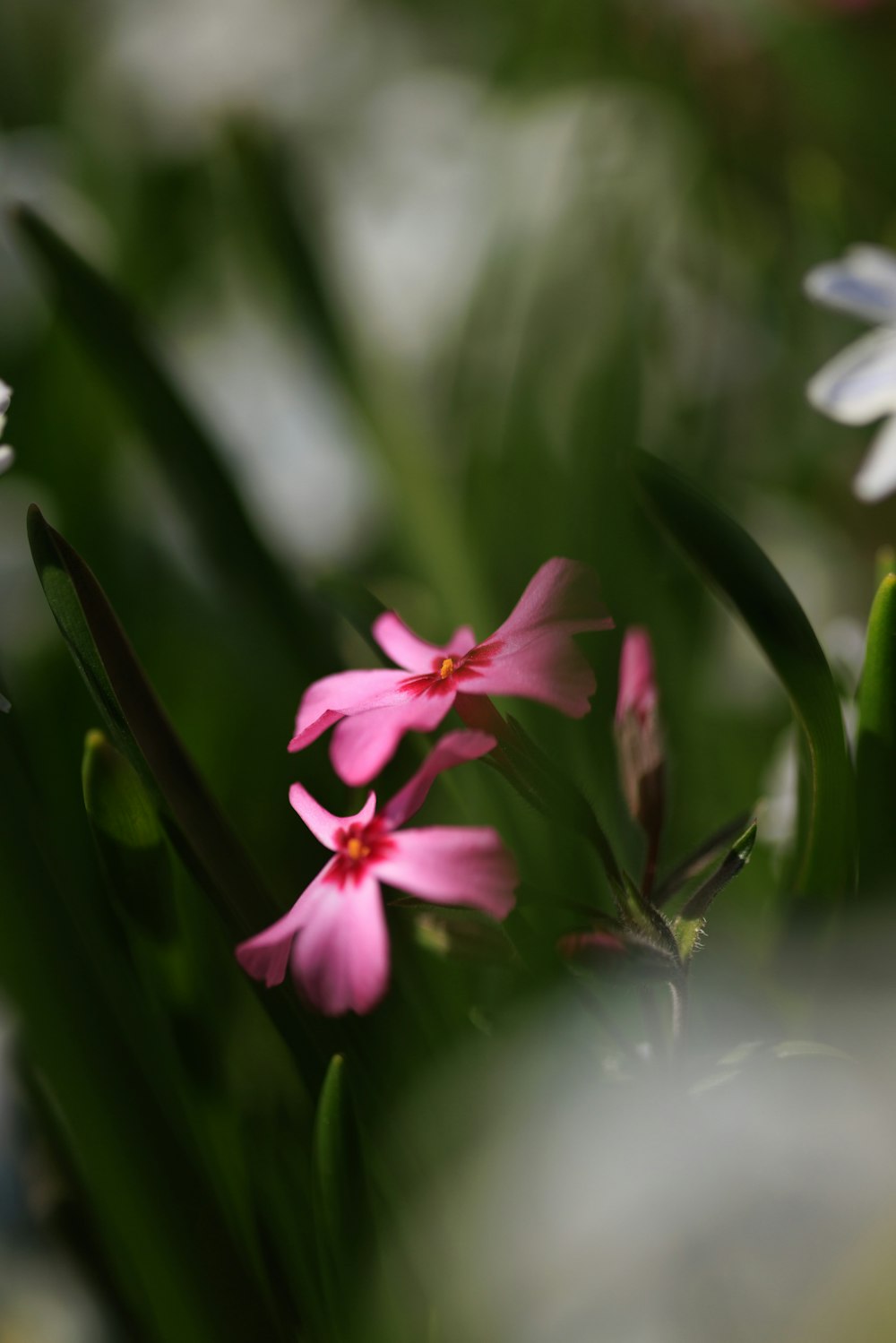 a close up of some pink and white flowers