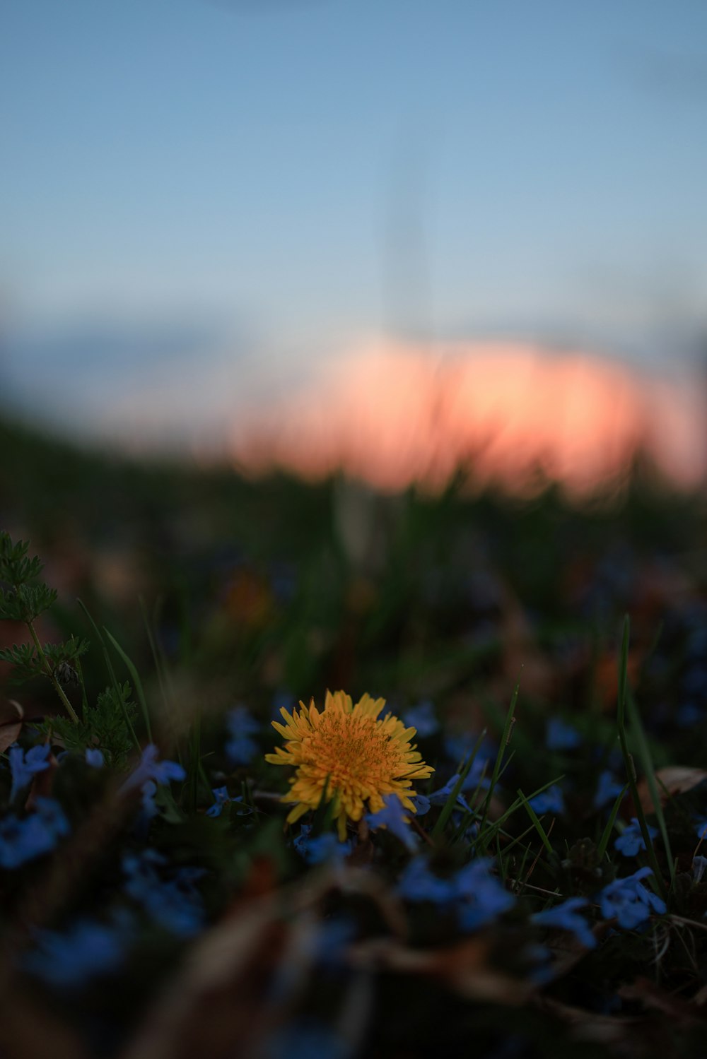 a small yellow flower sitting on top of a lush green field