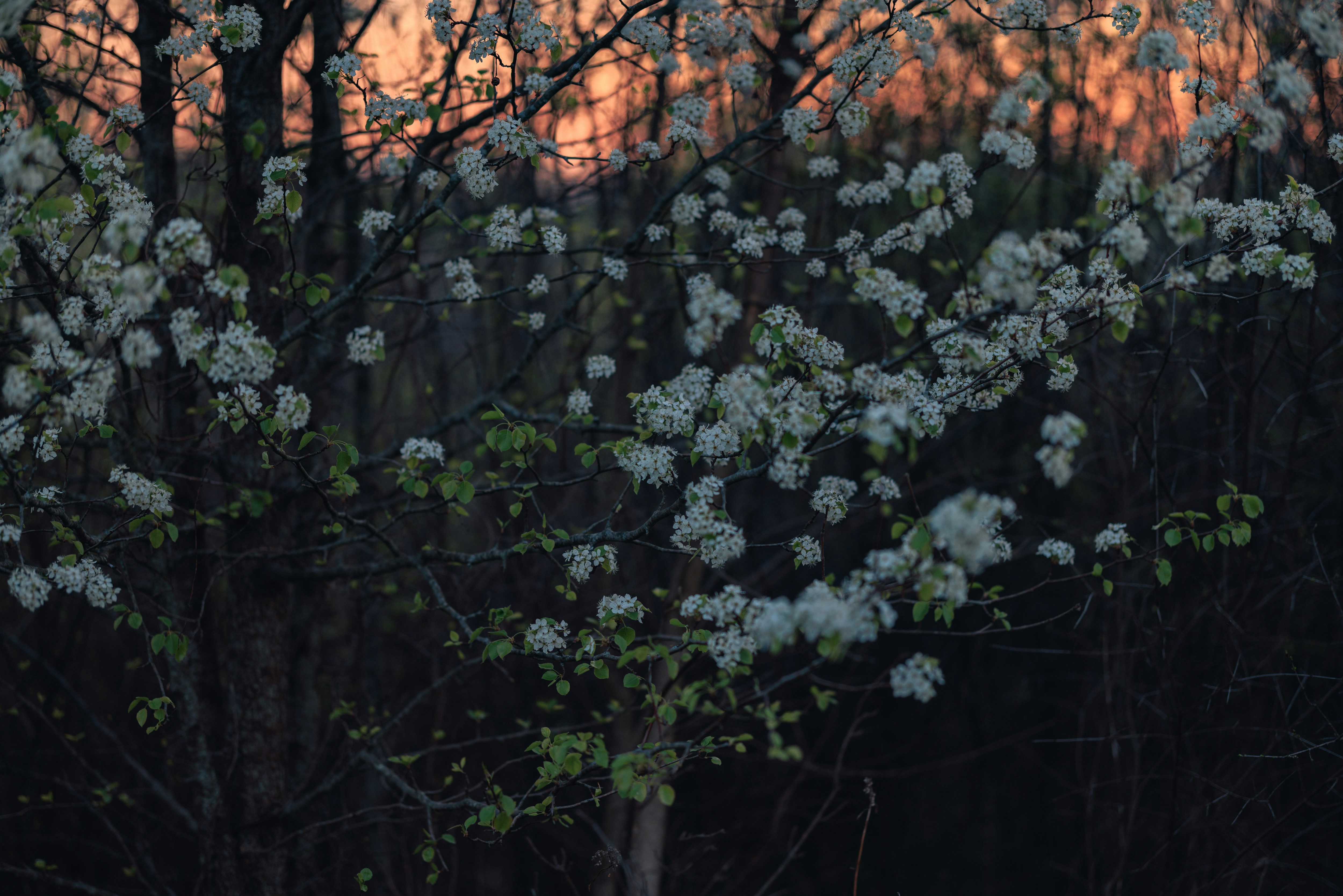 a tree with white flowers in front of a forest