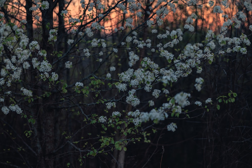 Un arbre aux fleurs blanches devant une forêt