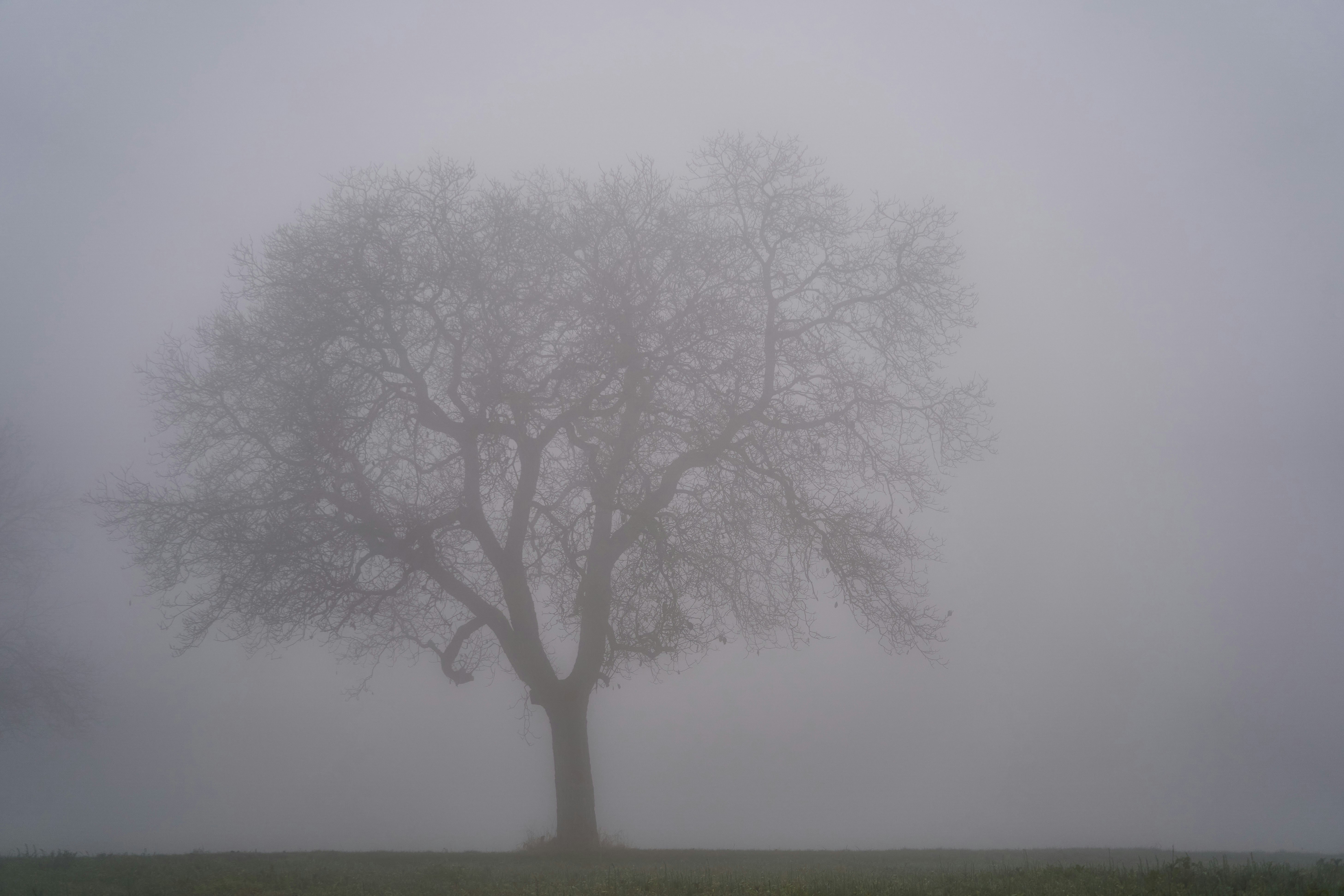 Photo by wolfgang_hasselmann