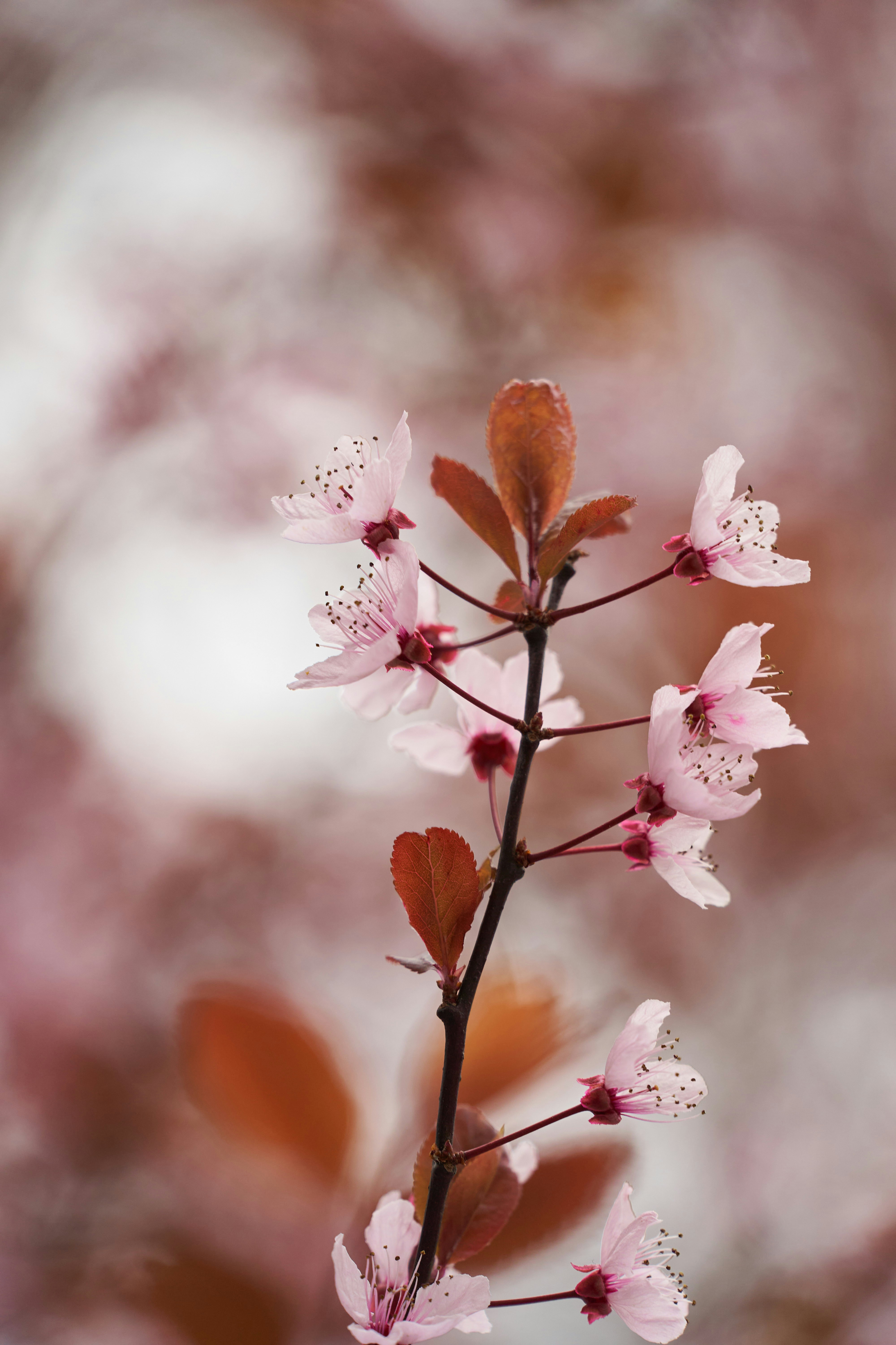 Photo by wolfgang_hasselmann