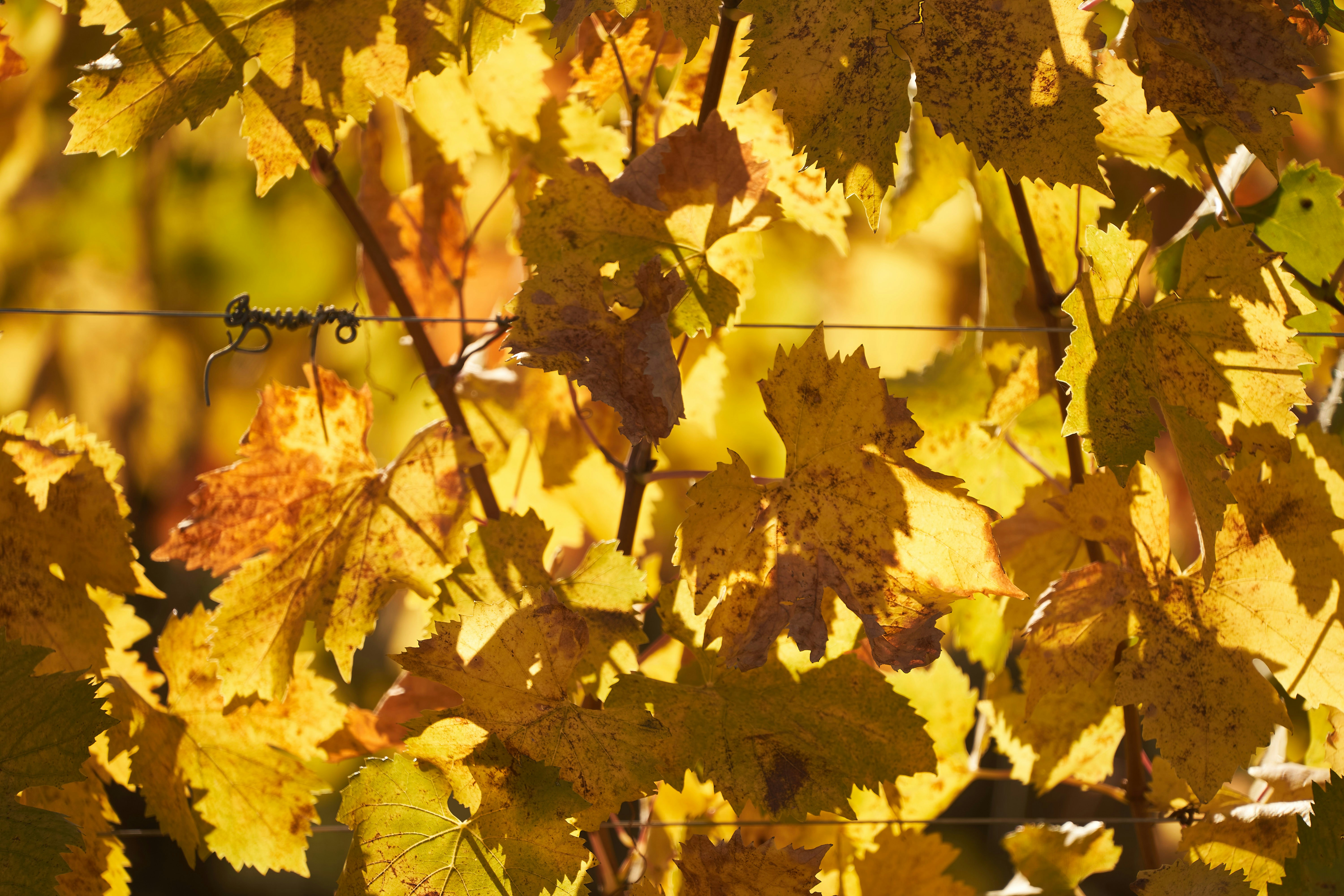 Photo by wolfgang_hasselmann