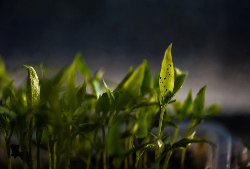 a close up of a plant with green leaves