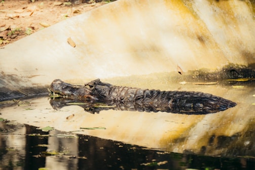 A crocodile lies partially submerged in water near a sloped concrete edge. The surrounding area includes some fallen leaves and sparse vegetation. The water reflects the crocodile and the environment, creating a tranquil, natural setting.