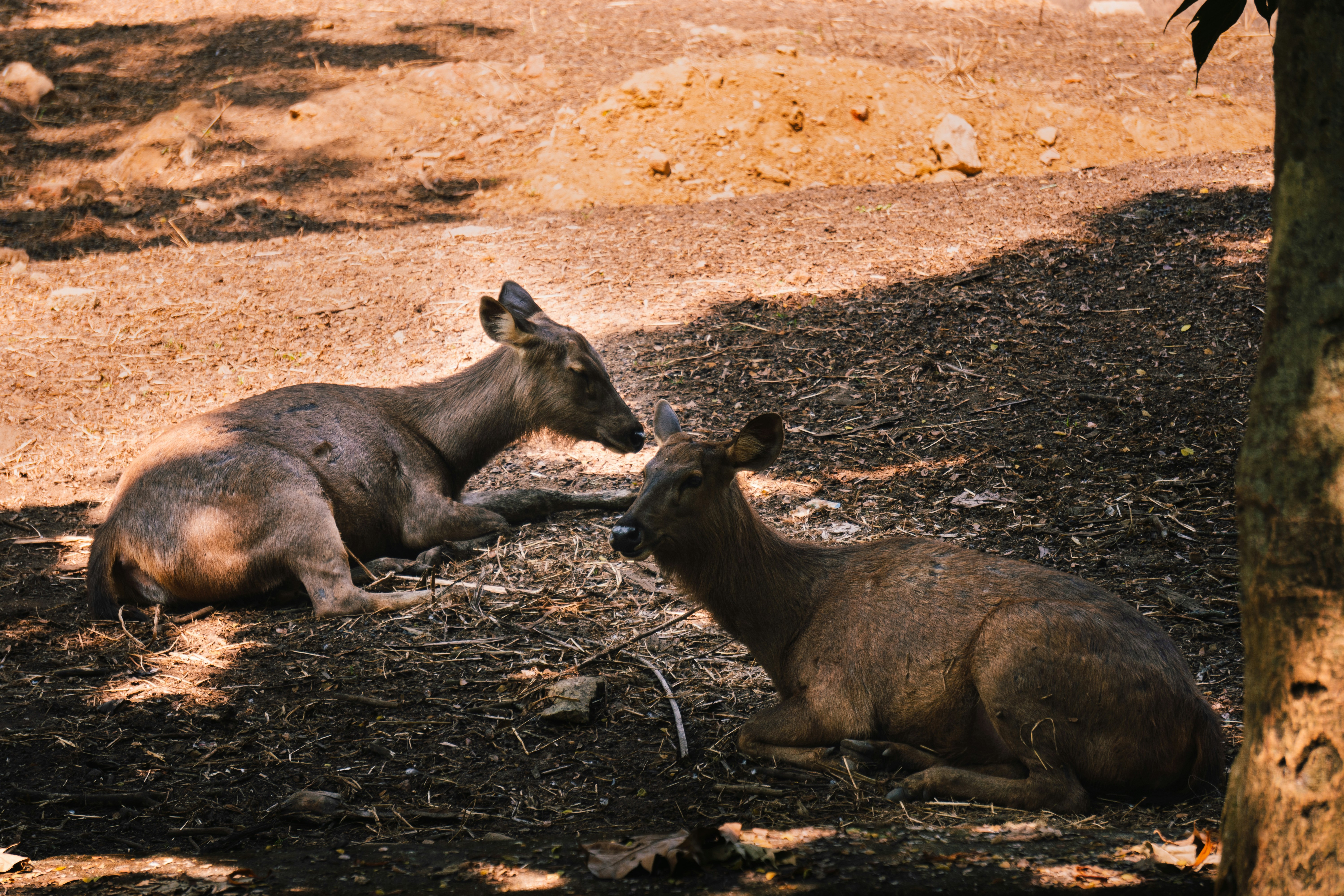 Photo by nanduvasudevan