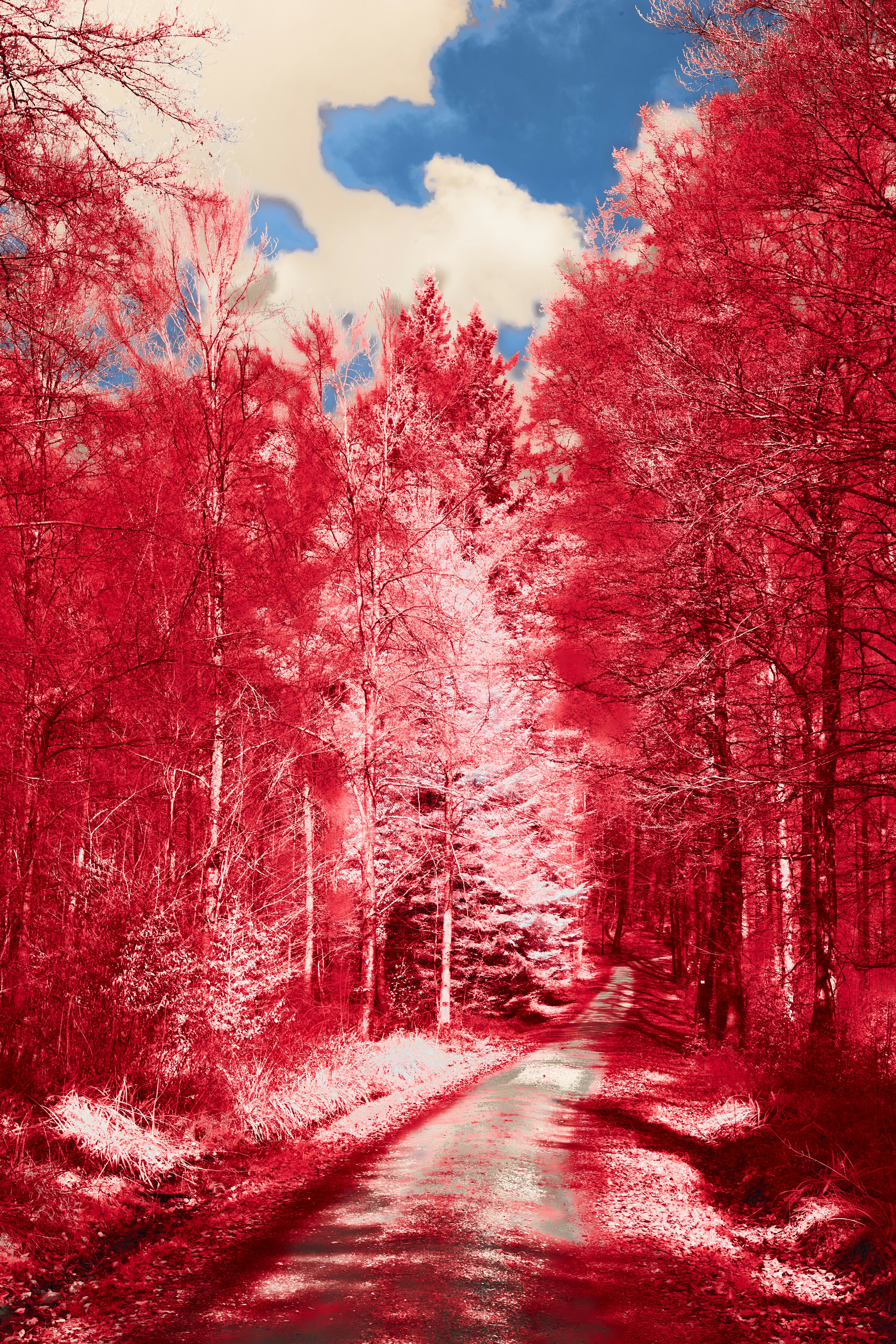 Photo by wolfgang_hasselmann