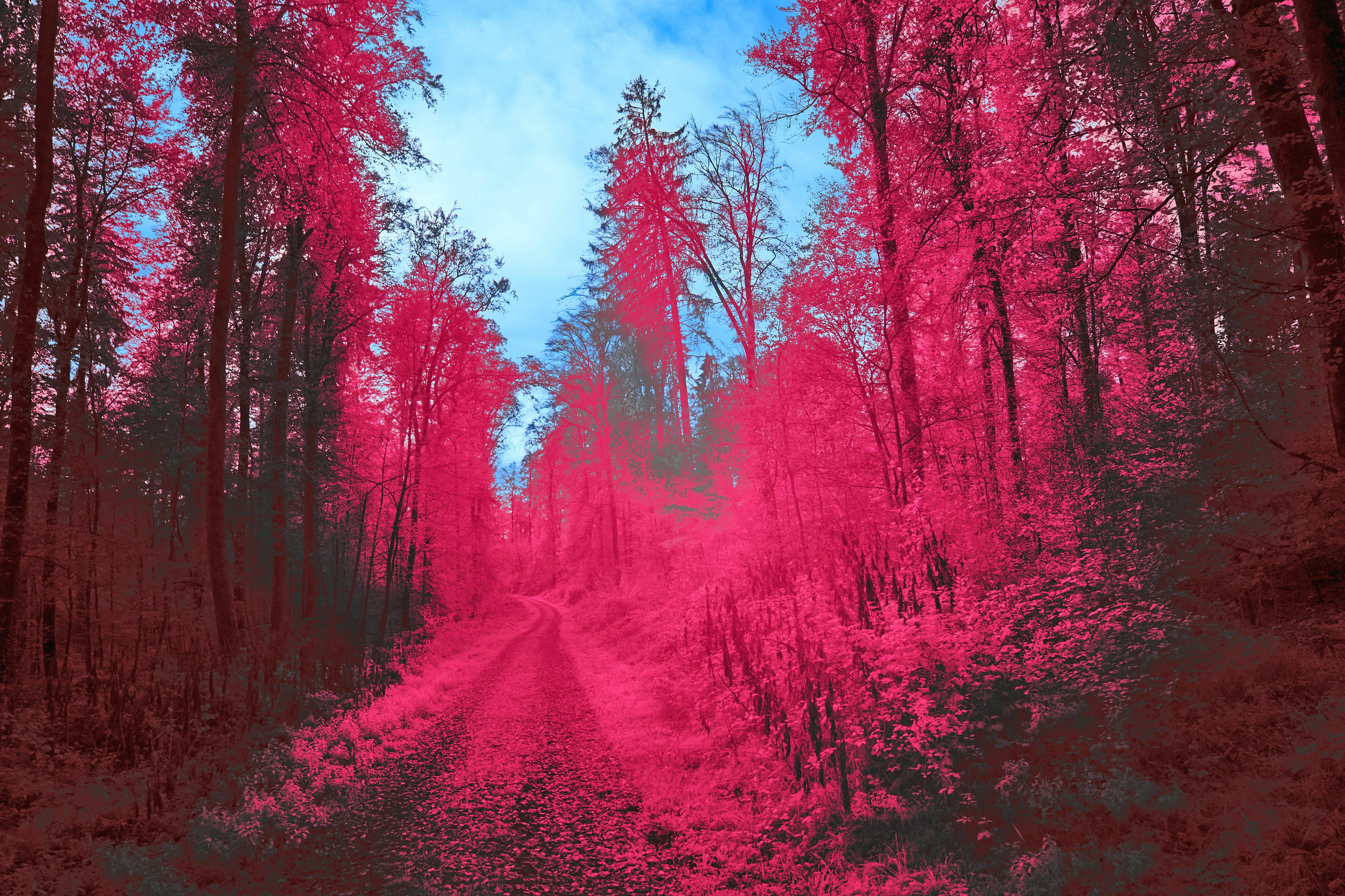 Photo by wolfgang_hasselmann