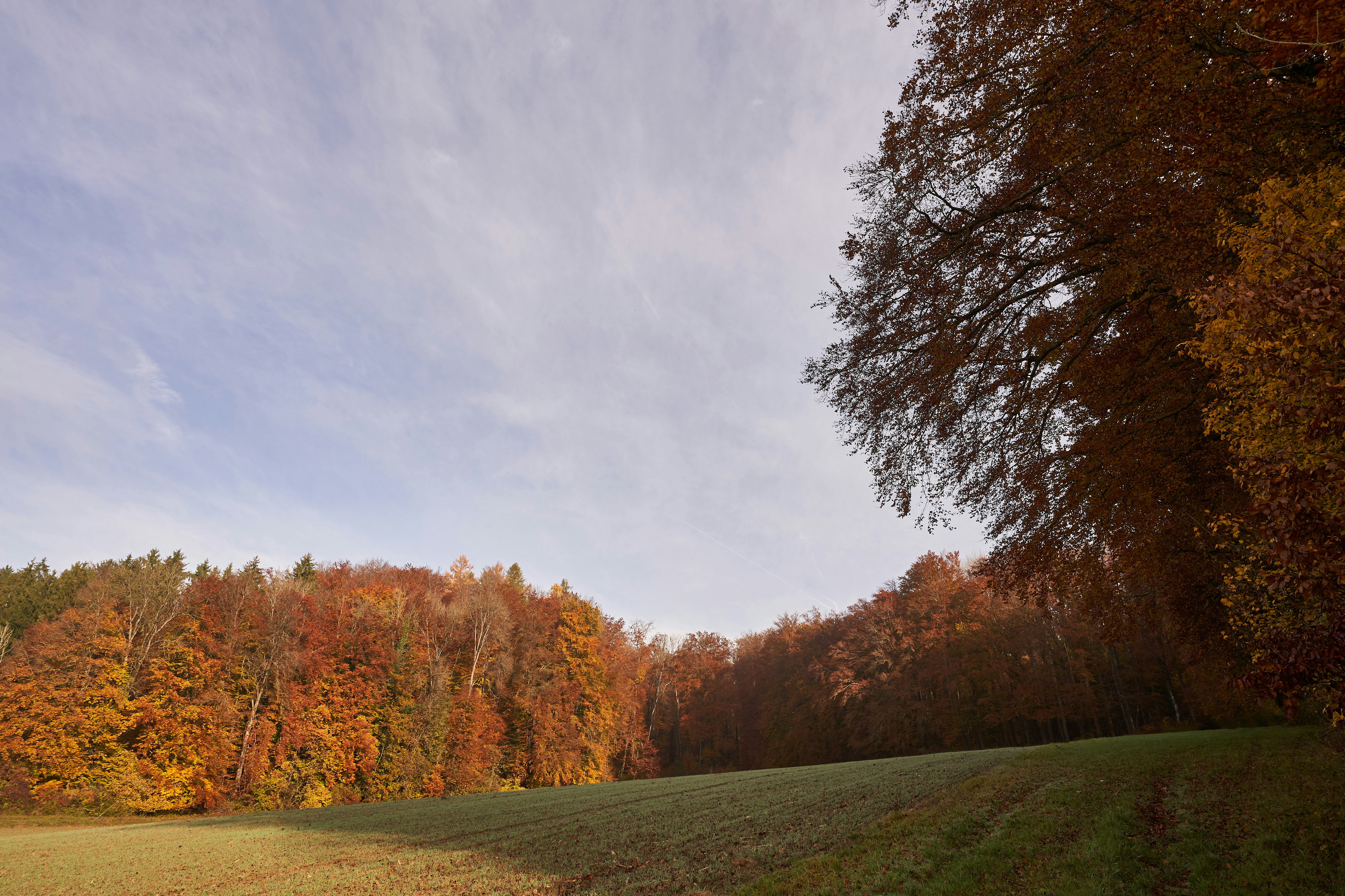 Photo by wolfgang_hasselmann