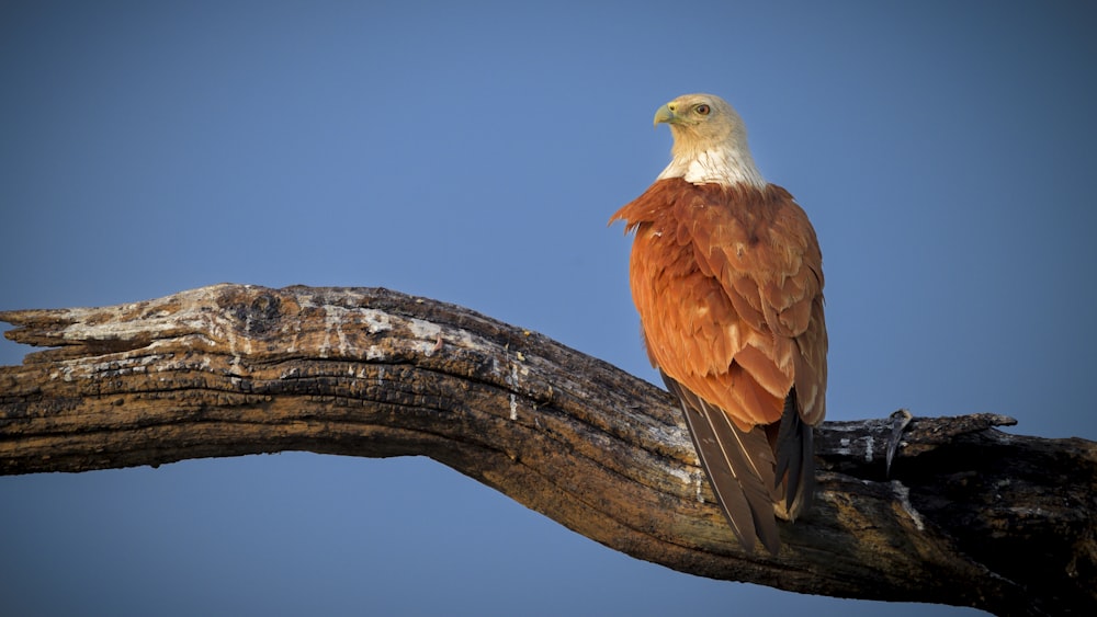 a bird sitting on a branch of a tree