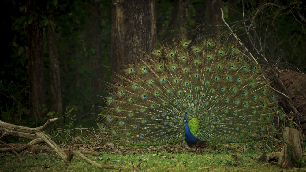 a peacock displaying its feathers in a wooded area