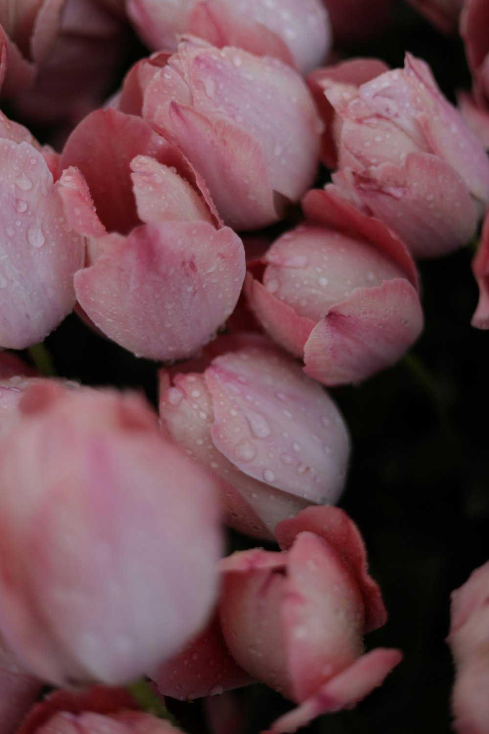 a bunch of pink flowers with water droplets on them