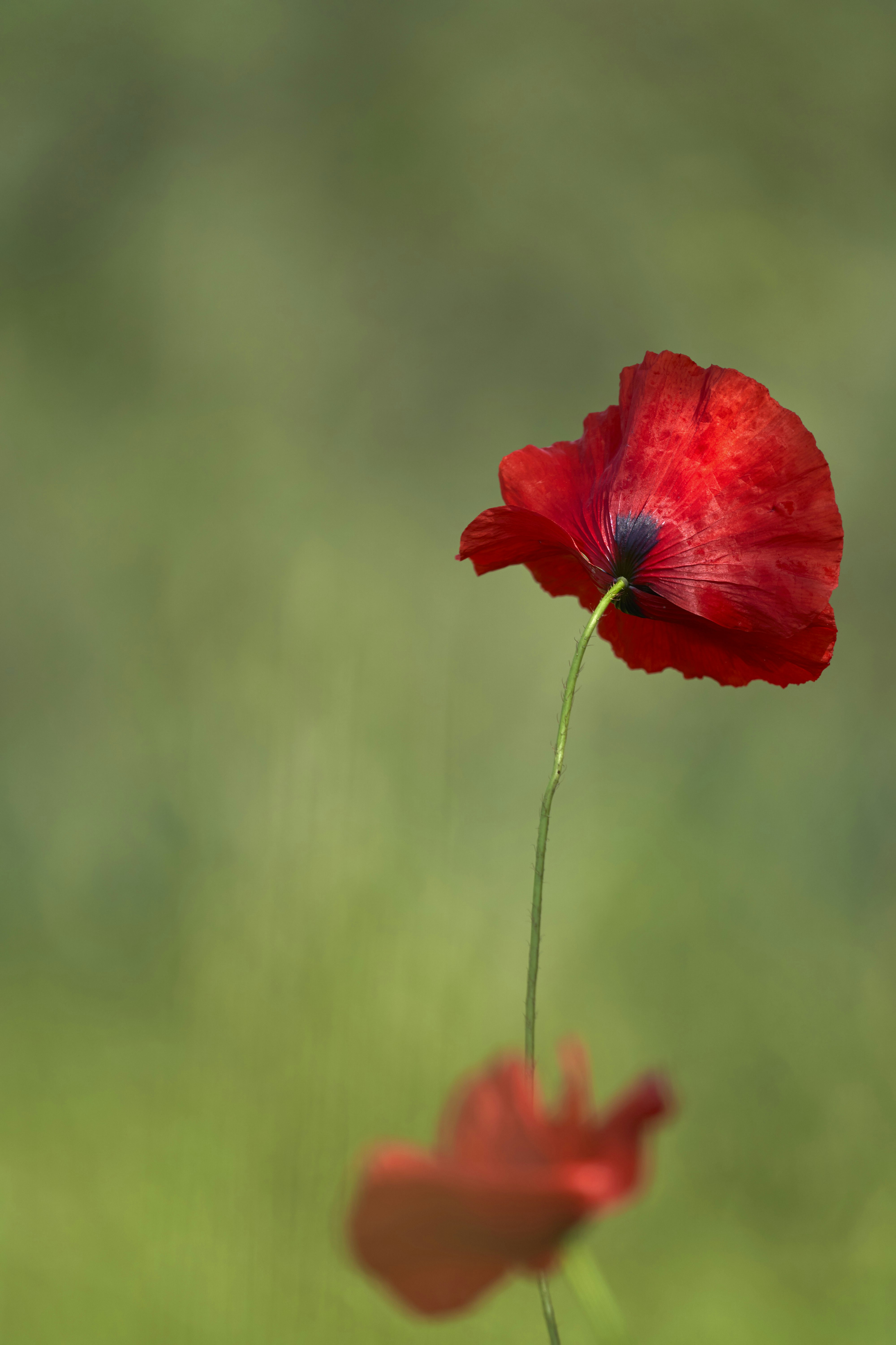 Photo by wolfgang_hasselmann