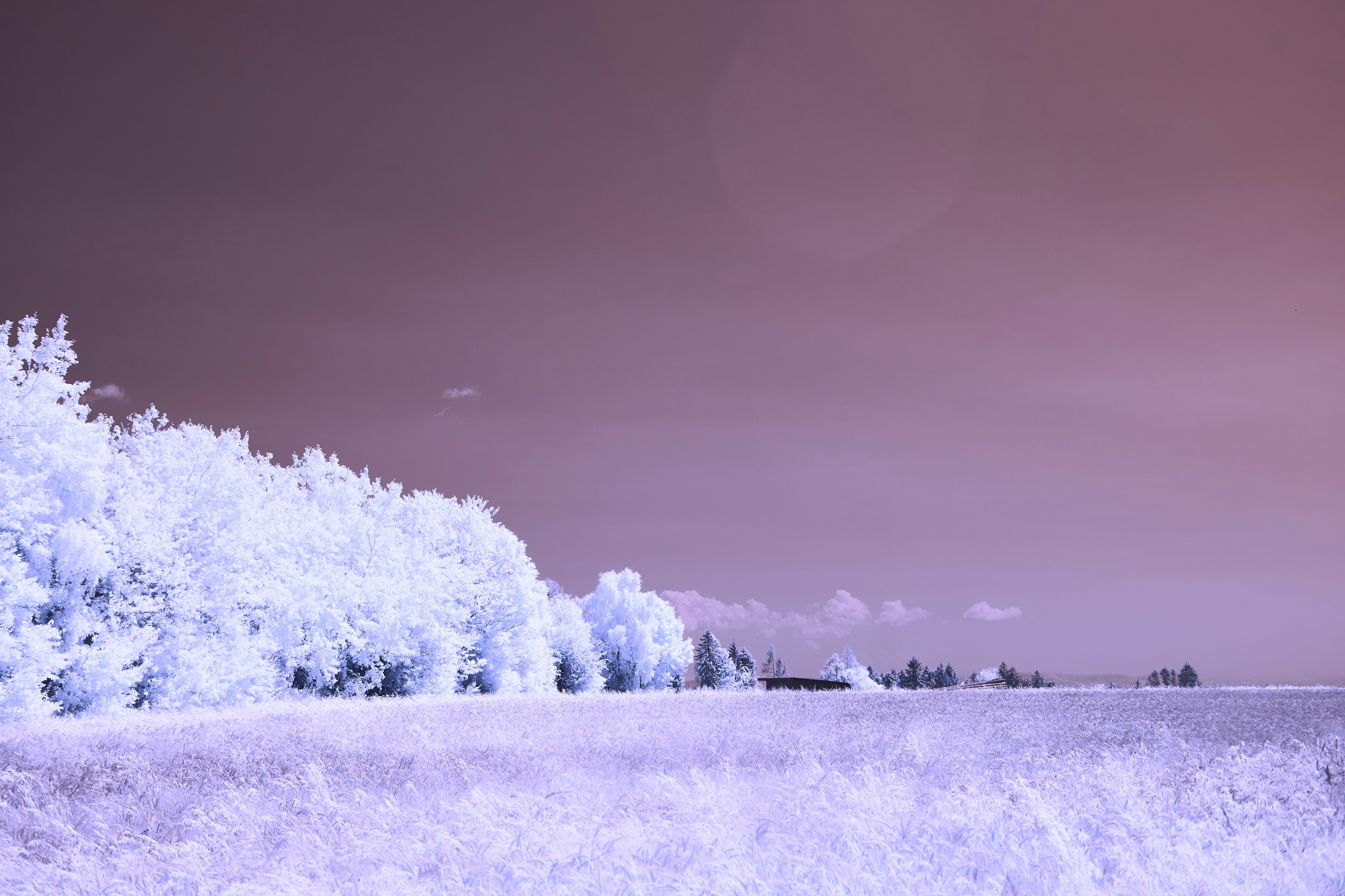 Photo by wolfgang_hasselmann