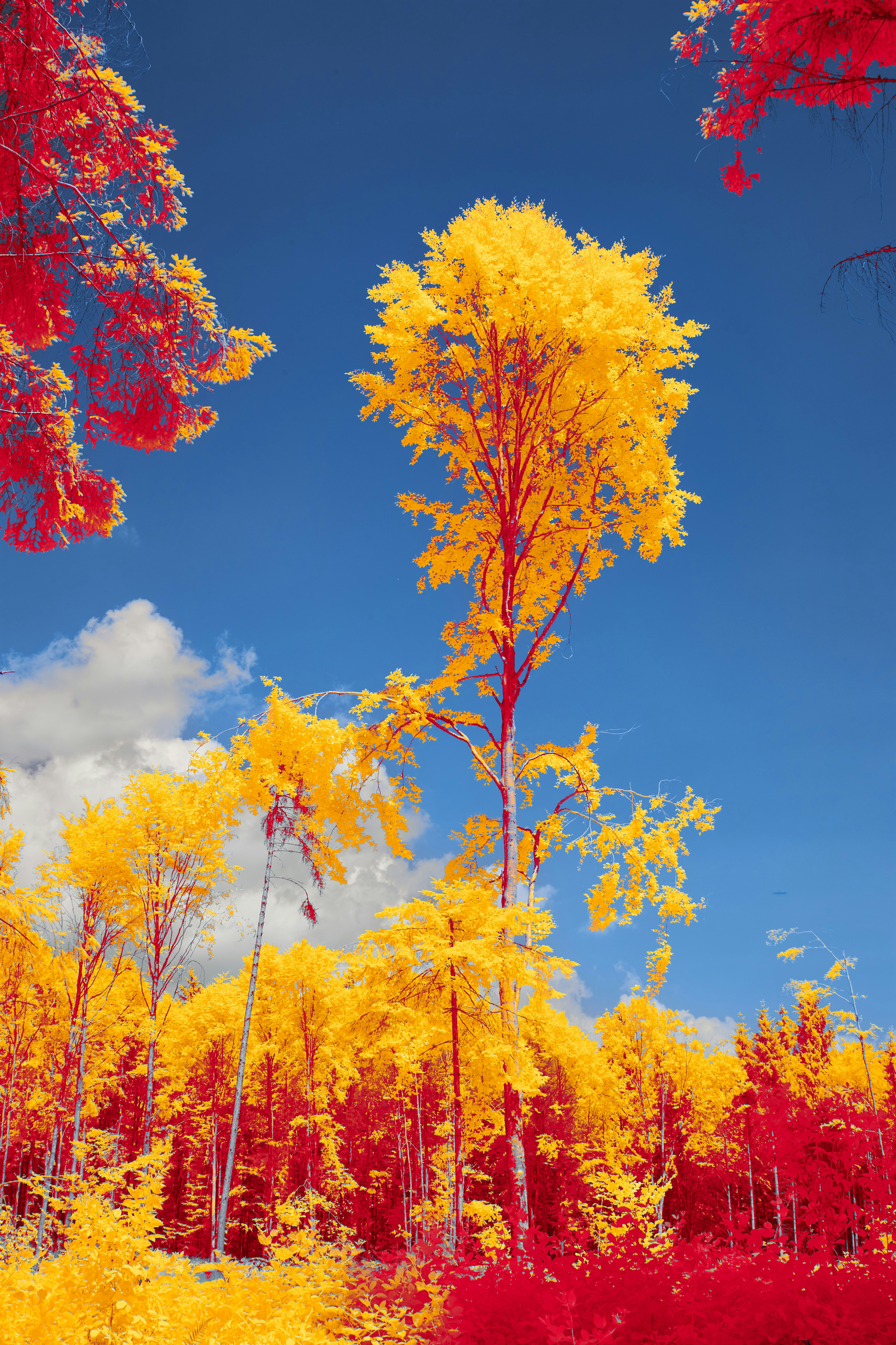 Photo by wolfgang_hasselmann