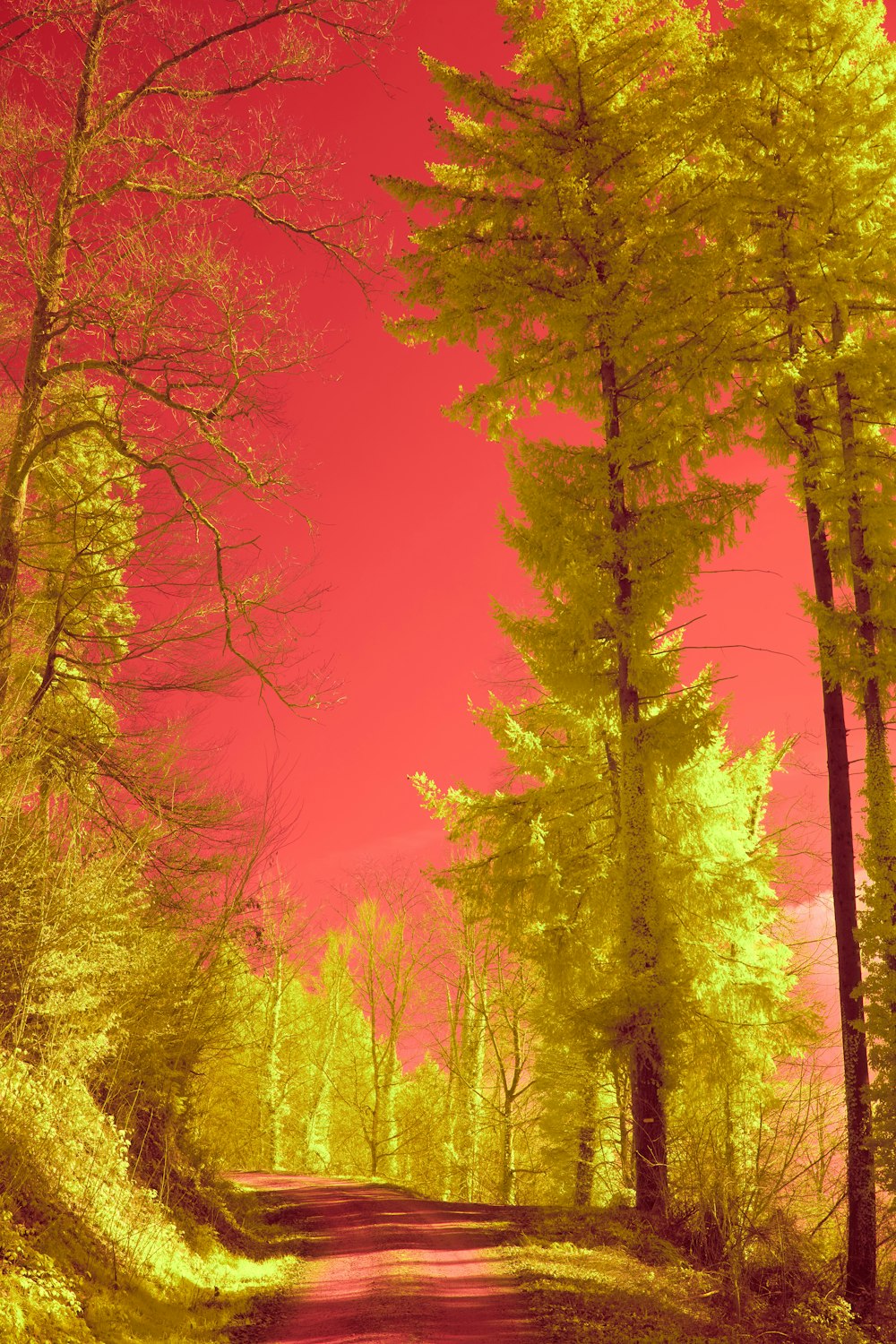 a red and yellow photo of a road in the woods