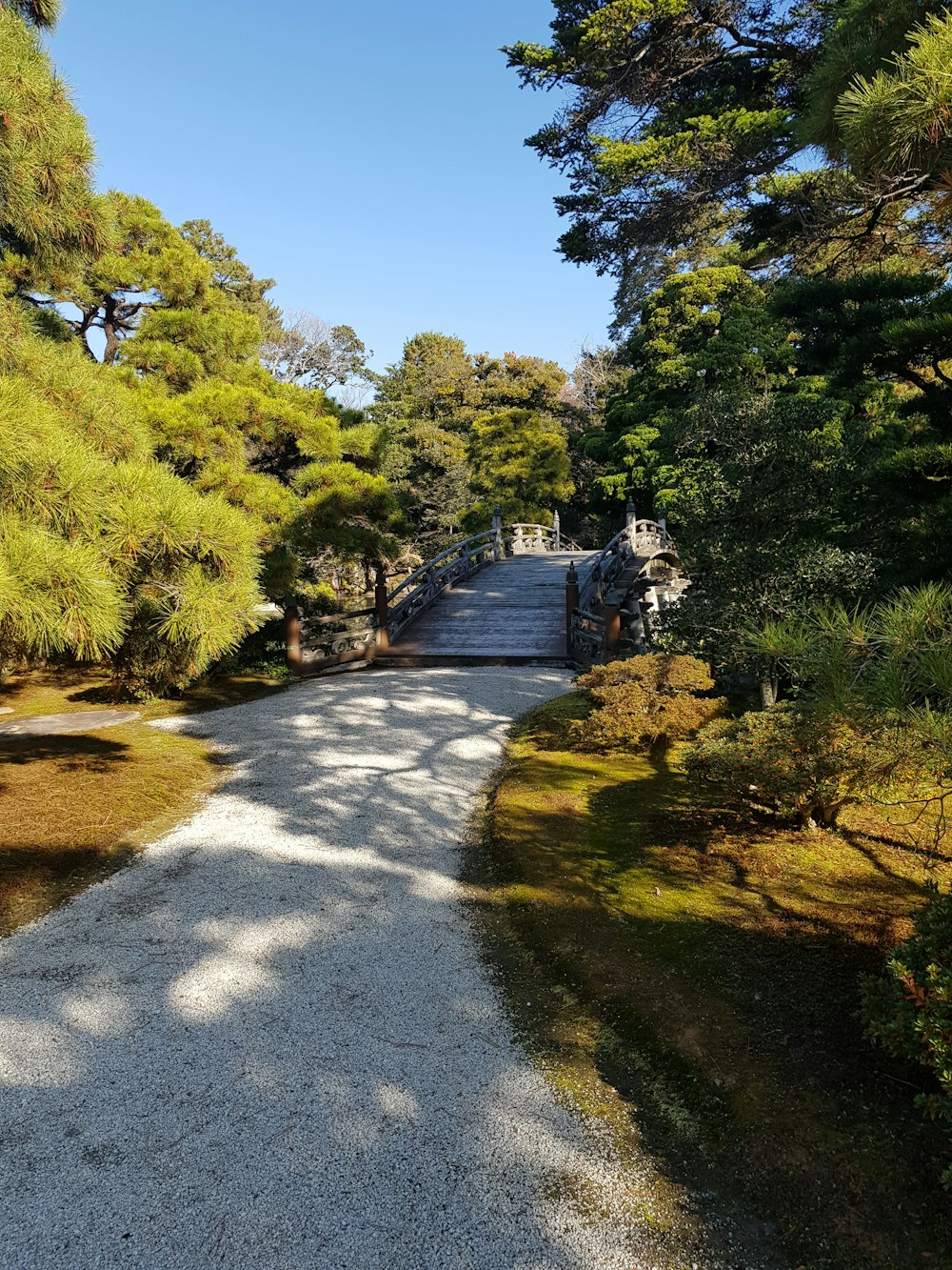 a path in a park with a lot of trees