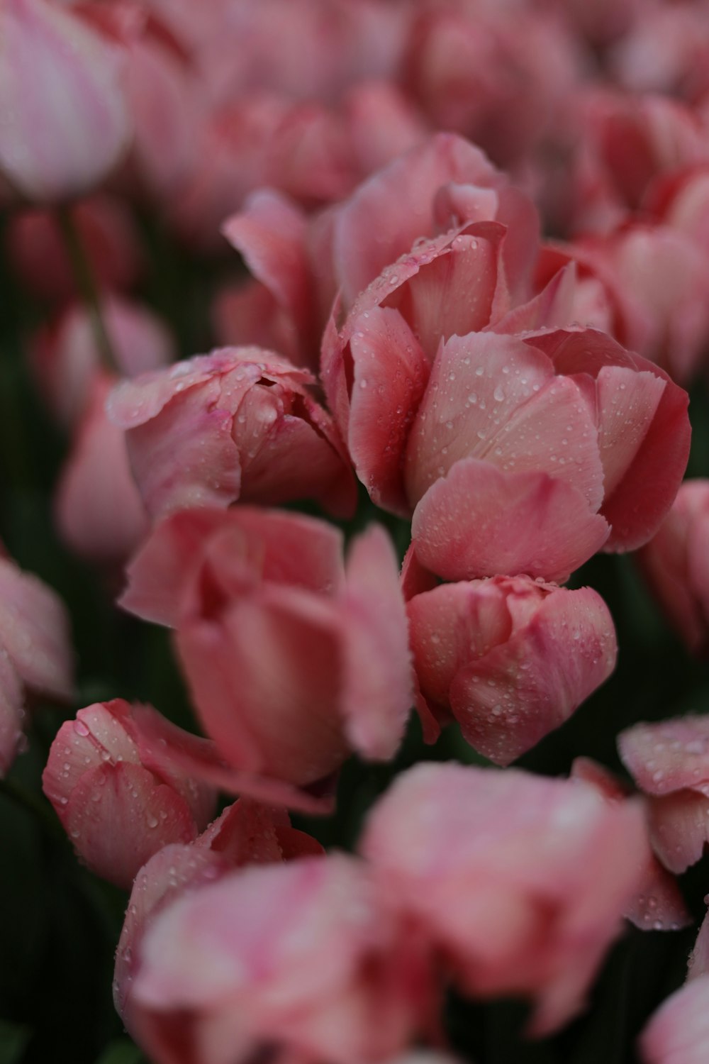 a bunch of pink flowers with water droplets on them