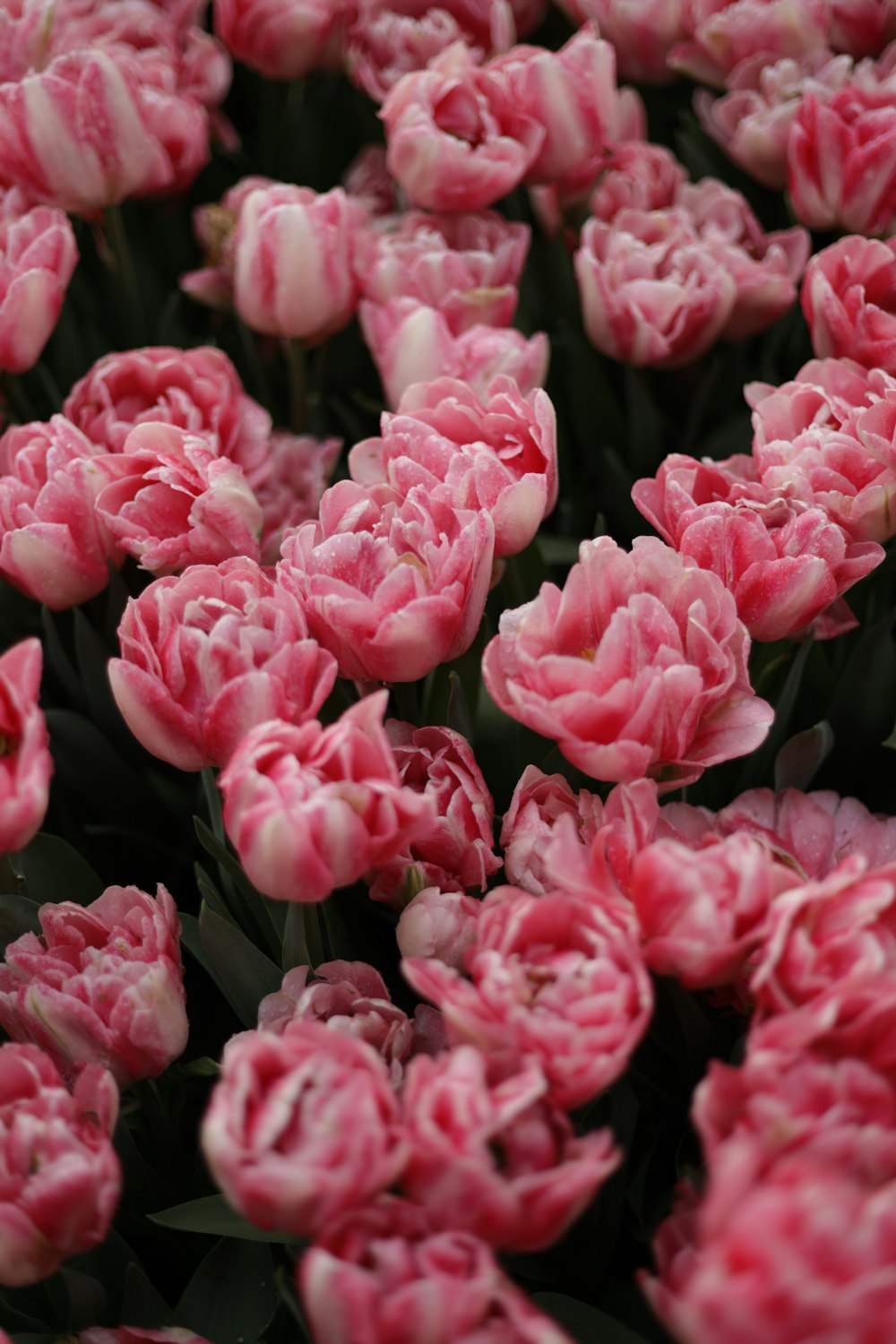 a bunch of pink flowers with water droplets on them