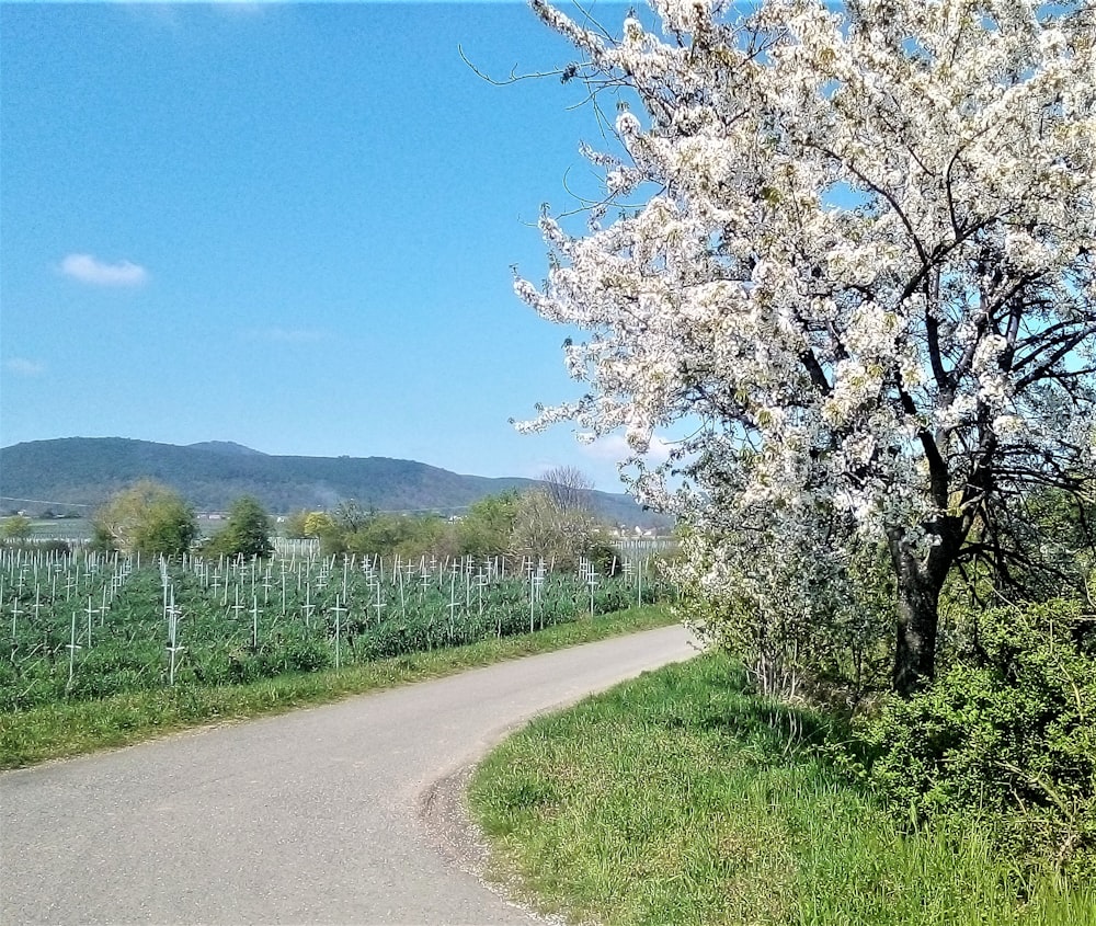 a tree with white flowers on the side of a road