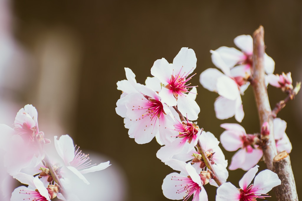 Cherry Blossoms