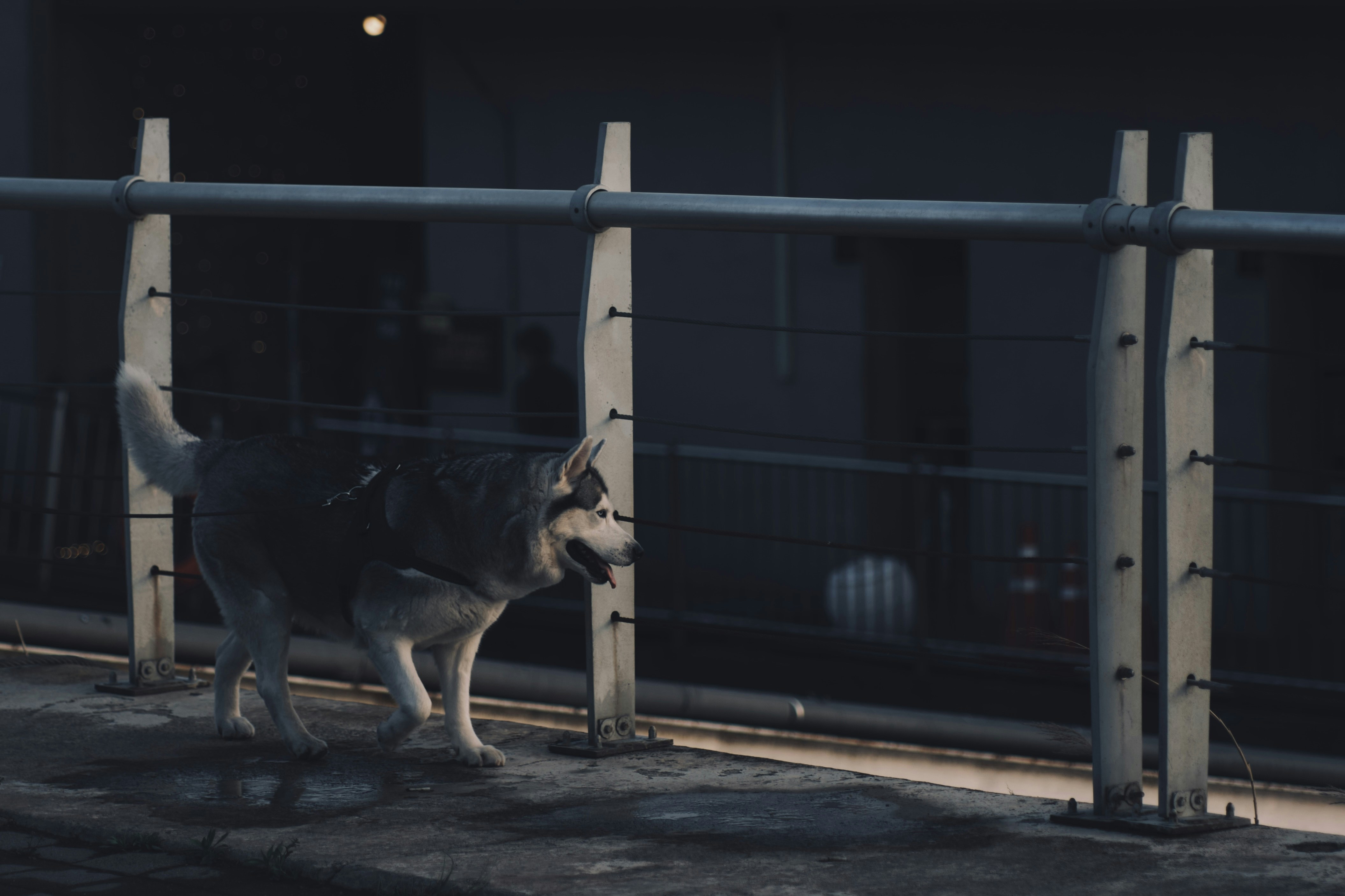 Emotional and Behavioral Triggers of Vocal Shifts