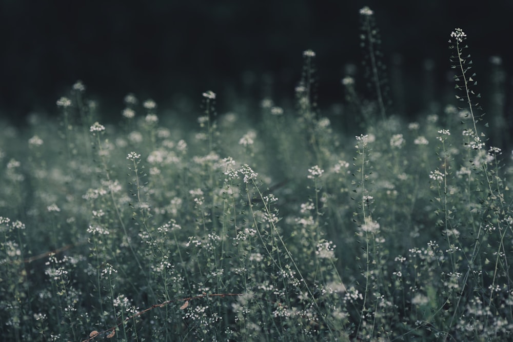 a field full of tall grass covered in lots of white flowers